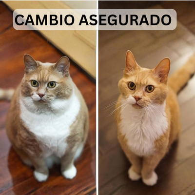 CocoGato - Rascador Interactivo