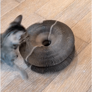 CocoGato - Rascador Interactivo